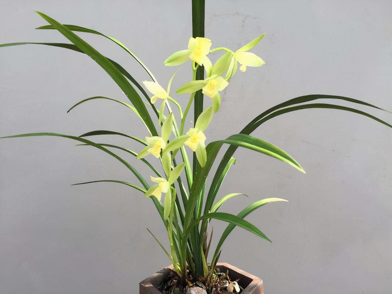 什么兰是最流行的兰花呢,兰花中哪个品种最好看又好养