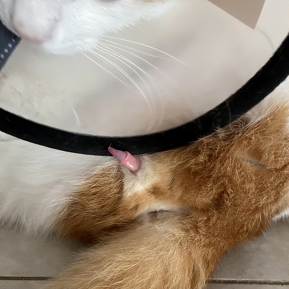 猫咪舔塑料袋是啥原因,猫咪小便带血什么原因