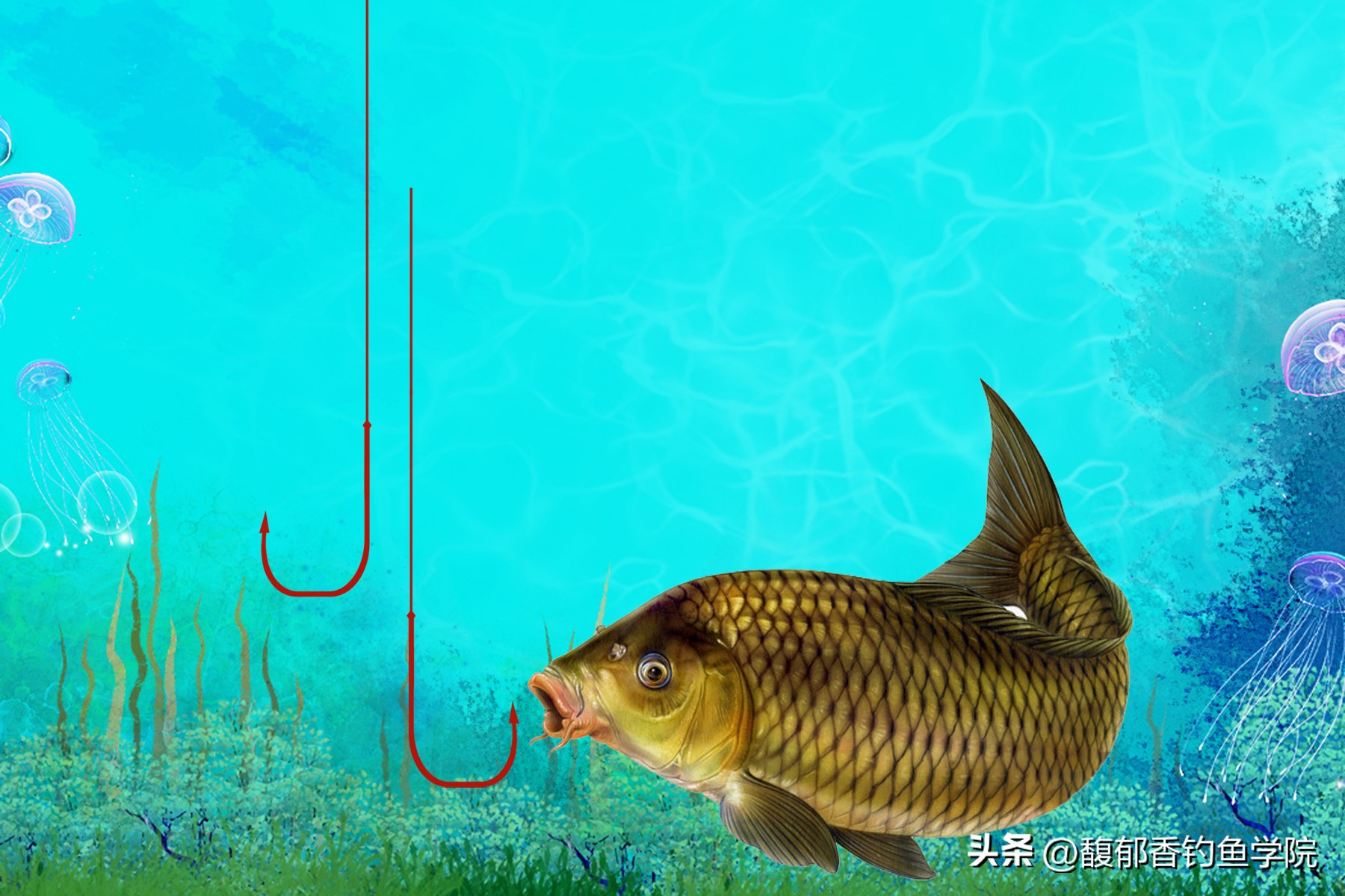 黑坑钓鲤鱼怎么规避小鱼,黑坑鲤鱼上浮不给飞铅怎么钓