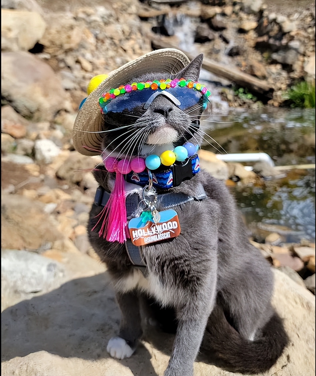 天生没眼睛的猫咪,天生没有眼睛的猫