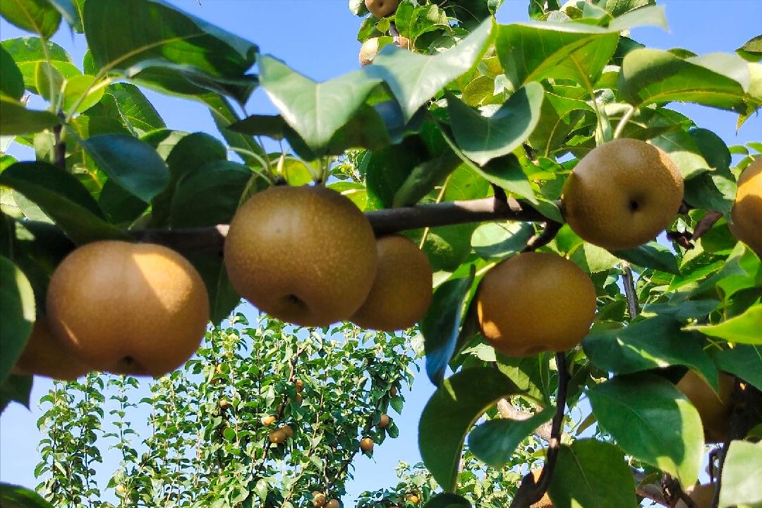 中秋节水果遭遇“中秋劫”，收购商举起价格屠刀，发生了什么？