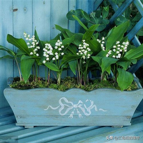 铃兰花的养殖方法视频教程,铃兰花该怎么养好看图片