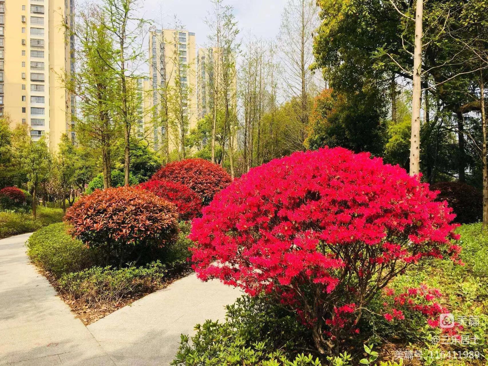 红花檵木的历史故事,白花檵木