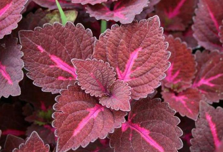 藿香正气水治中暑吗,藿香正气水除了治中暑还有哪些用