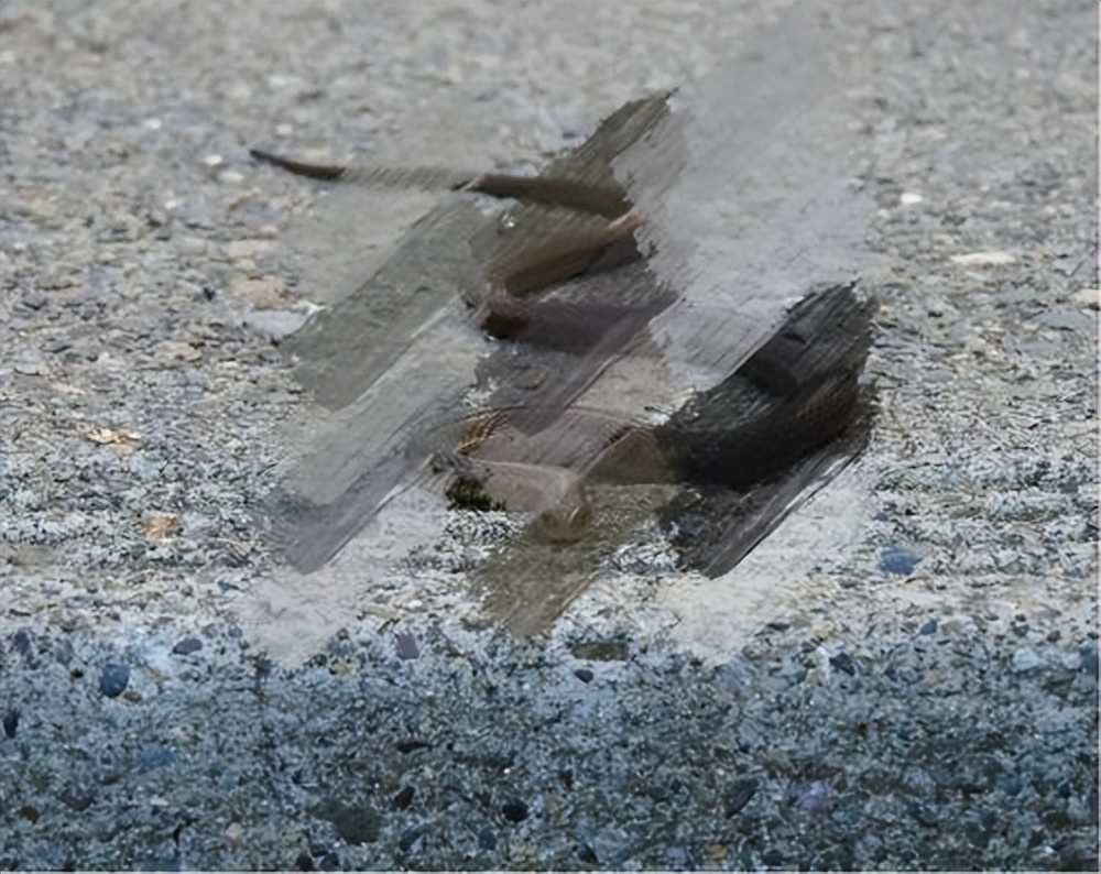 天气太热蛇被晒死,高温天气蛇会出来吗