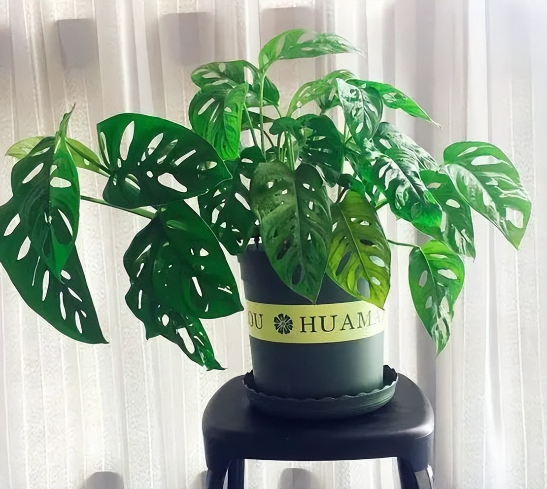 吸甲醛的绿植最好养的,哪一种绿植对新装修的房子最有效