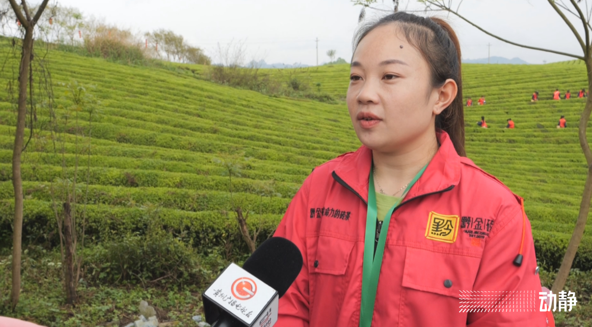 金手指大赛是真的吗,金手指采茶竞赛