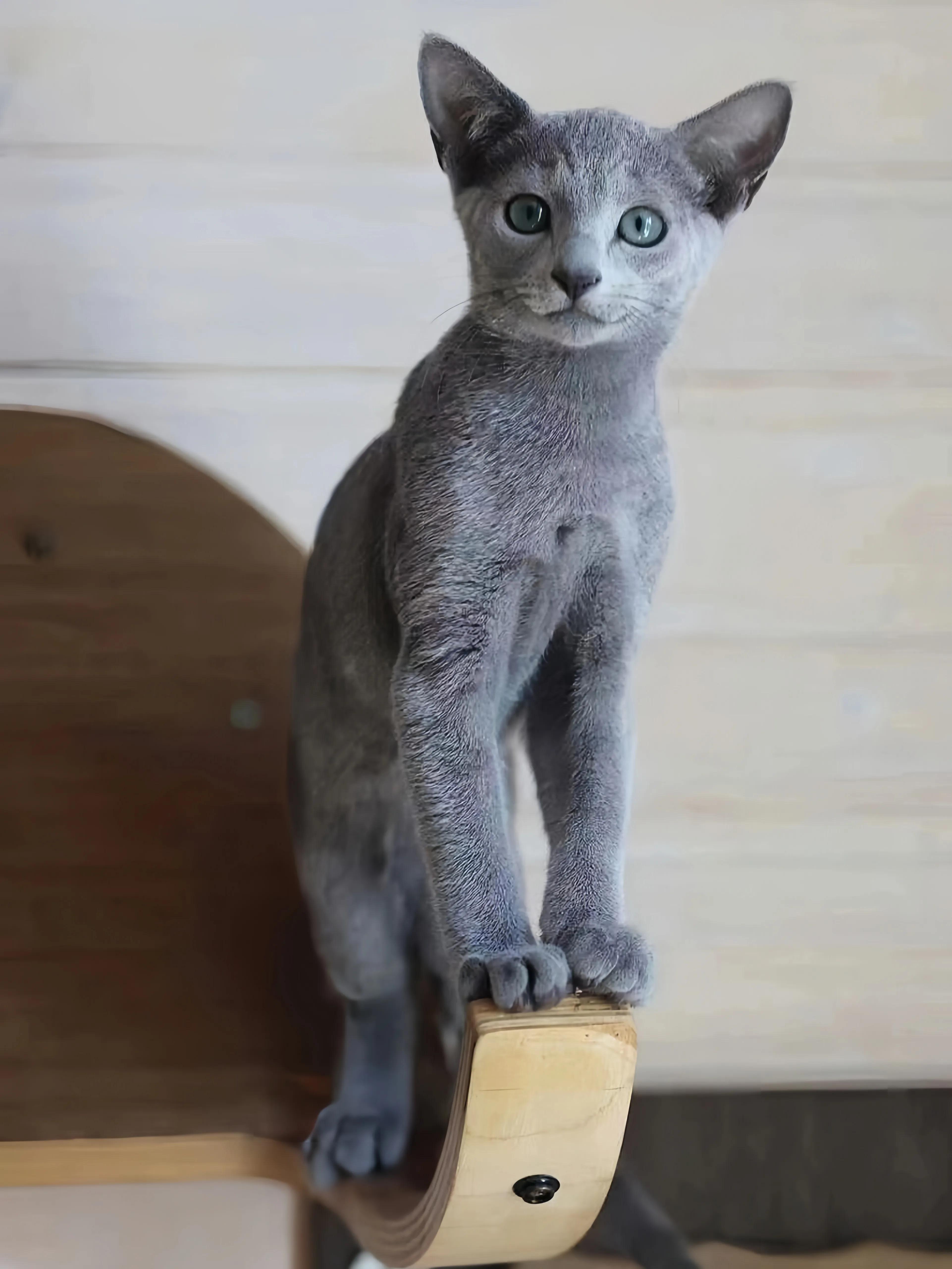 猫咪品种推荐500元以内,叫蒜头的猫咪是什么品种的