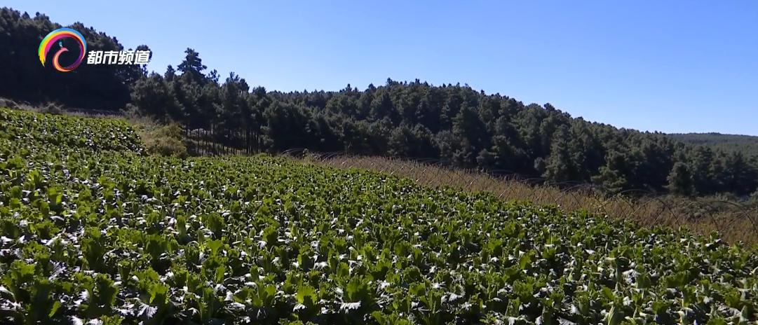 霜打的蔬菜格外甜为什么,为什么霜打的蔬菜甜