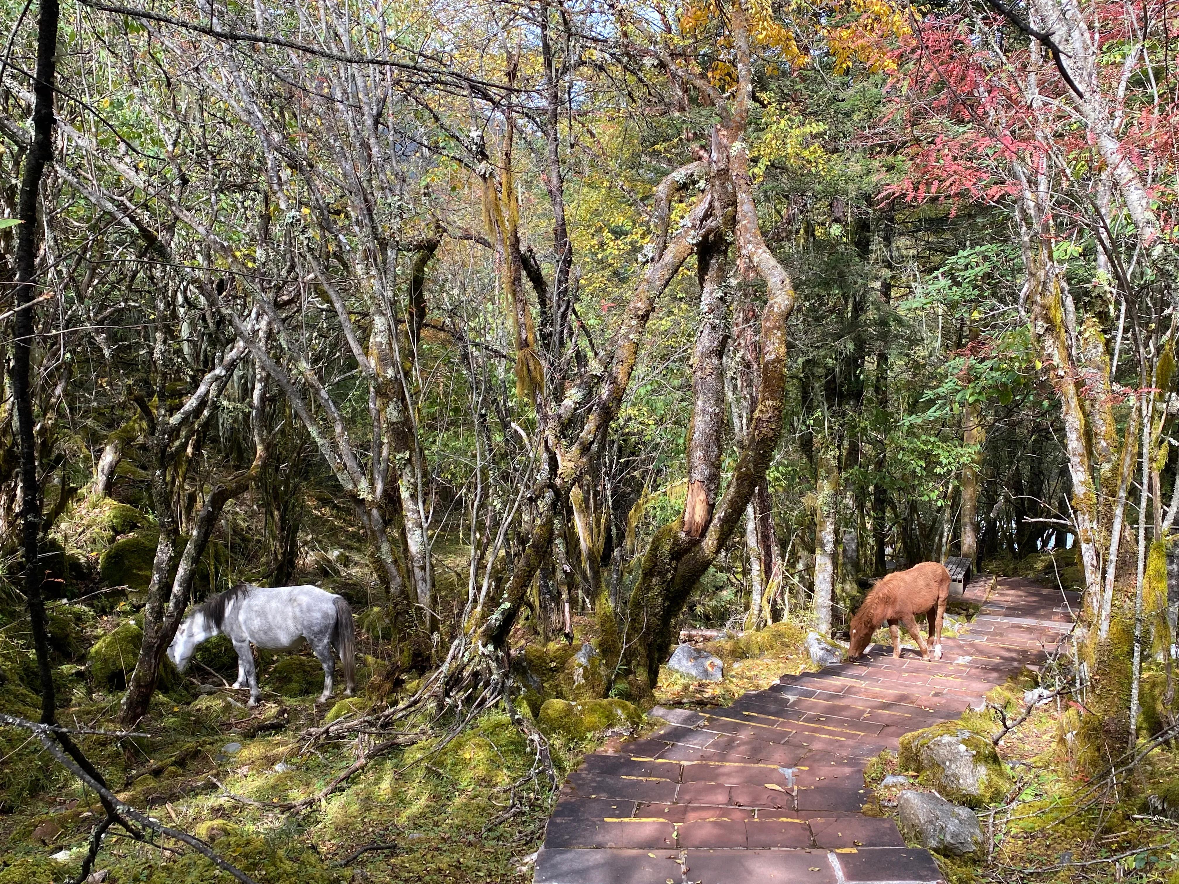 甘孜自驾拉萨,甘孜十二月自驾