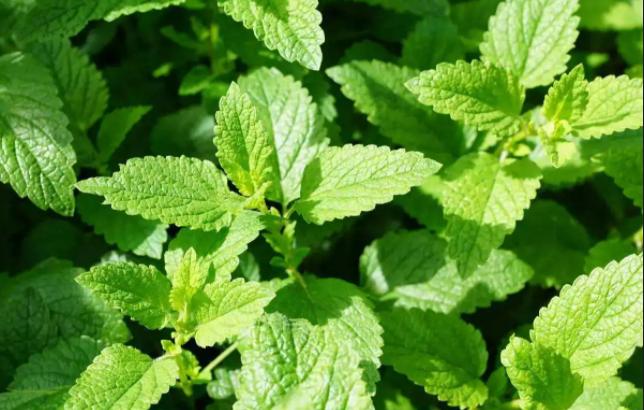 家里长一盆薄荷的好处,家里养一盆薄荷有什么好处
