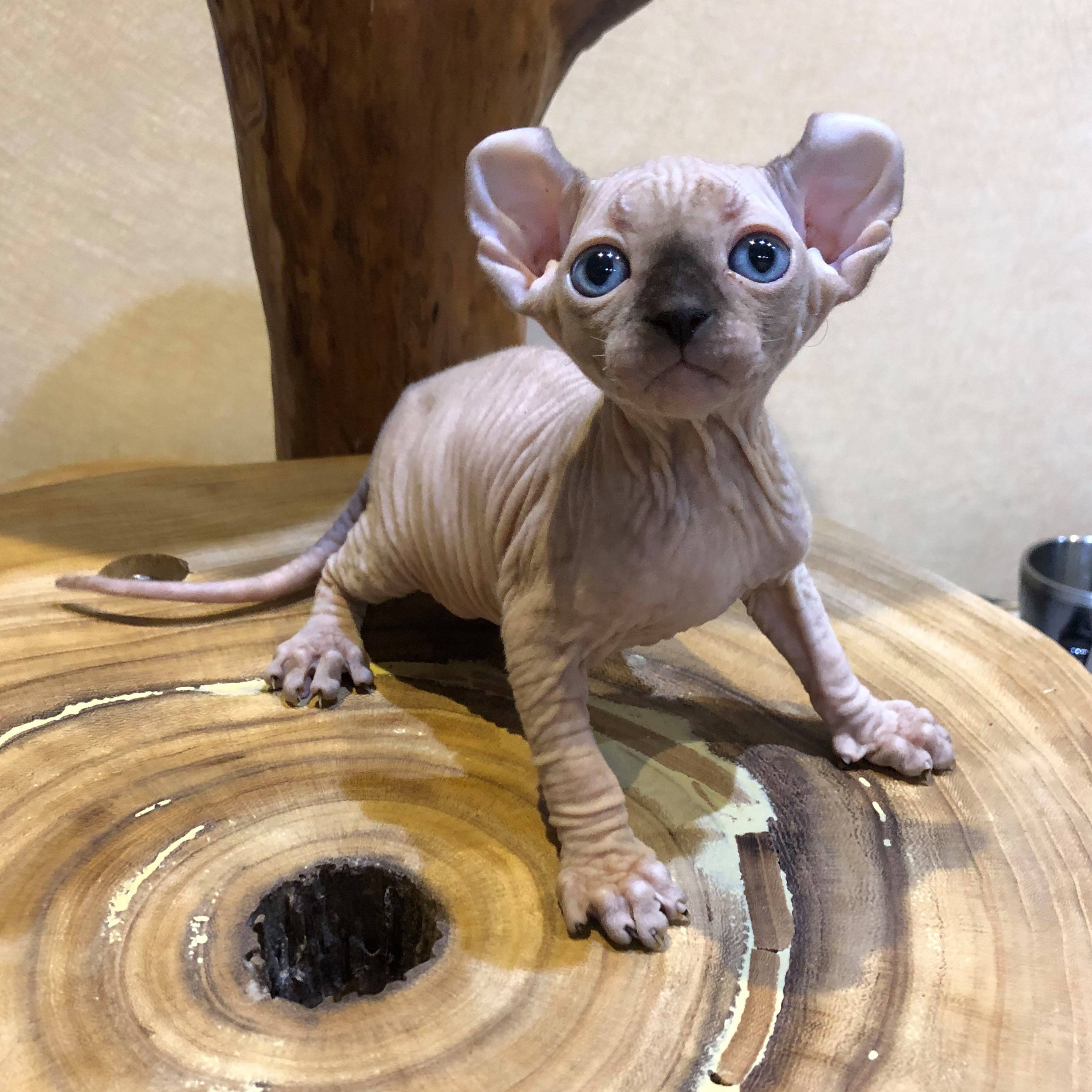 盘点那些特别反骨的猫,这6种猫堪称猫界渣王谁养谁吃亏