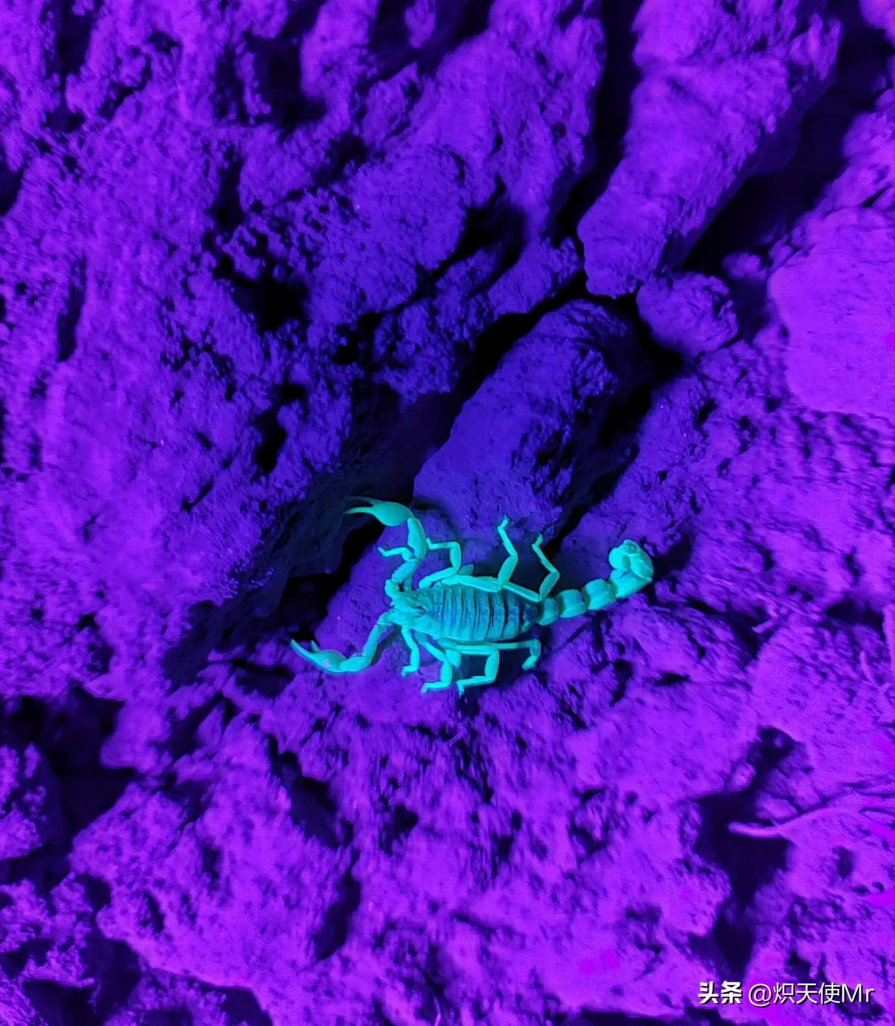 大蝎子与小蝎子毒性一样大吗,哪个蝎子毒性大和哪个蝎子毒性小