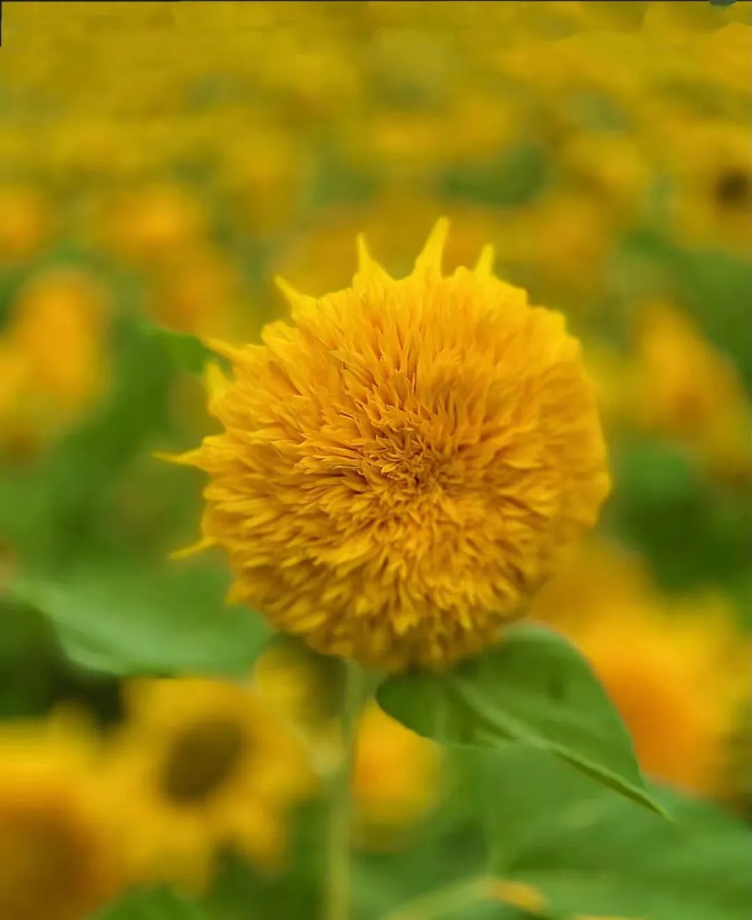 成都向日葵,成都免费看向日葵的地方在哪里呢