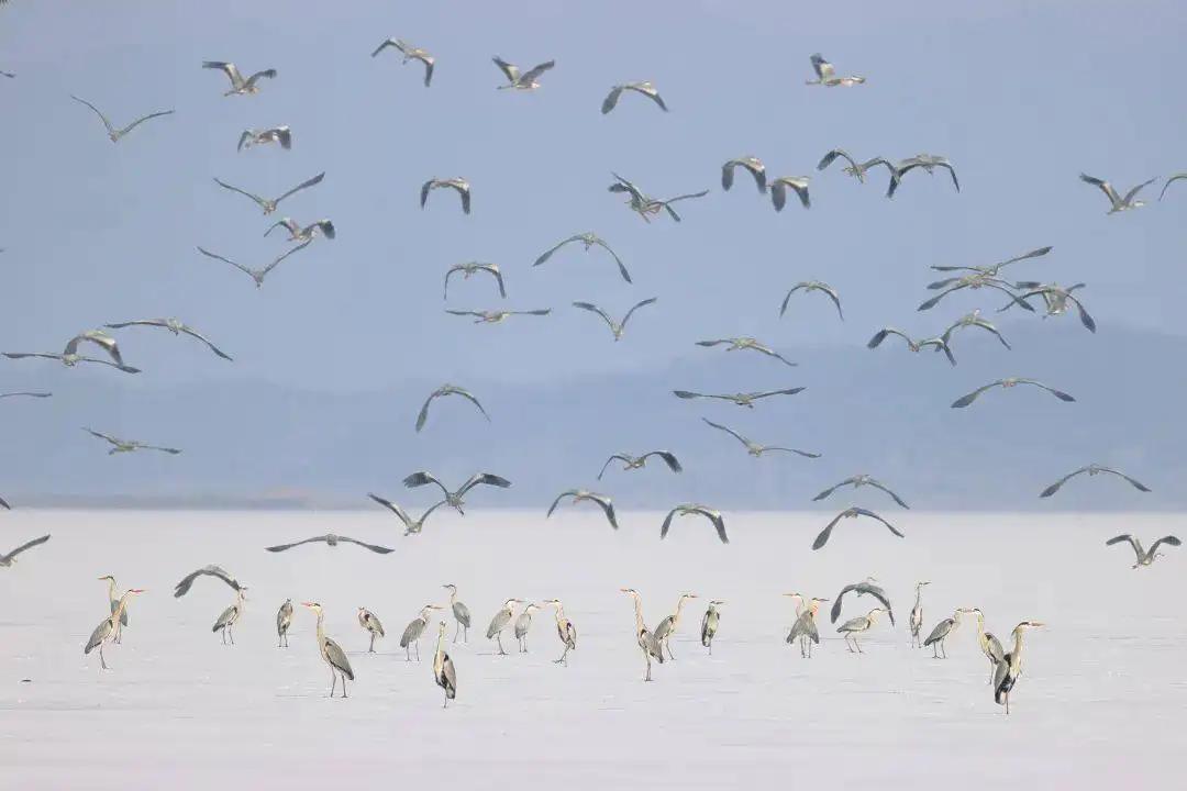 渔民捕捞回来的鱼都去哪了,密云水库开渔忙他们为渔民护航