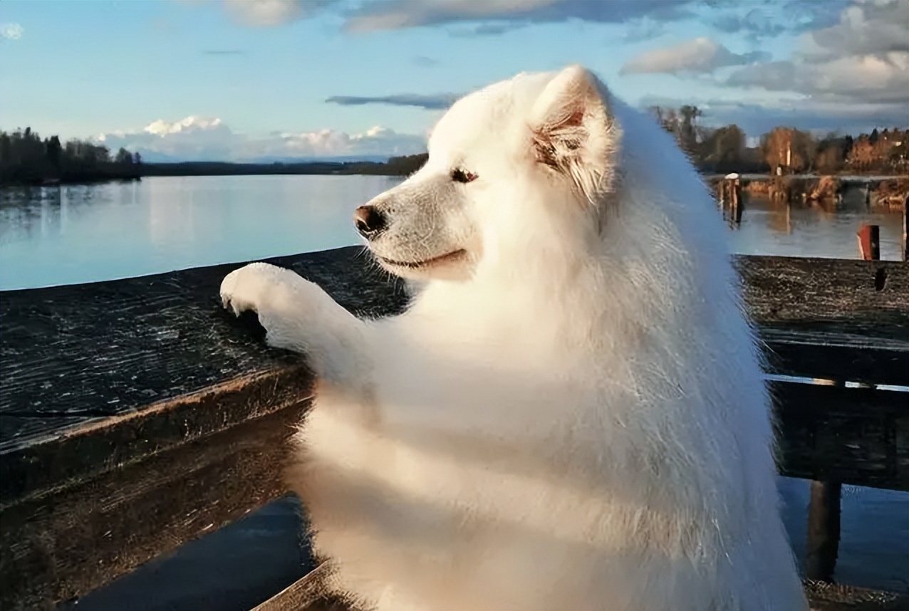 百度一下萨摩耶的优点与缺点,萨摩耶狗狗缺点优点