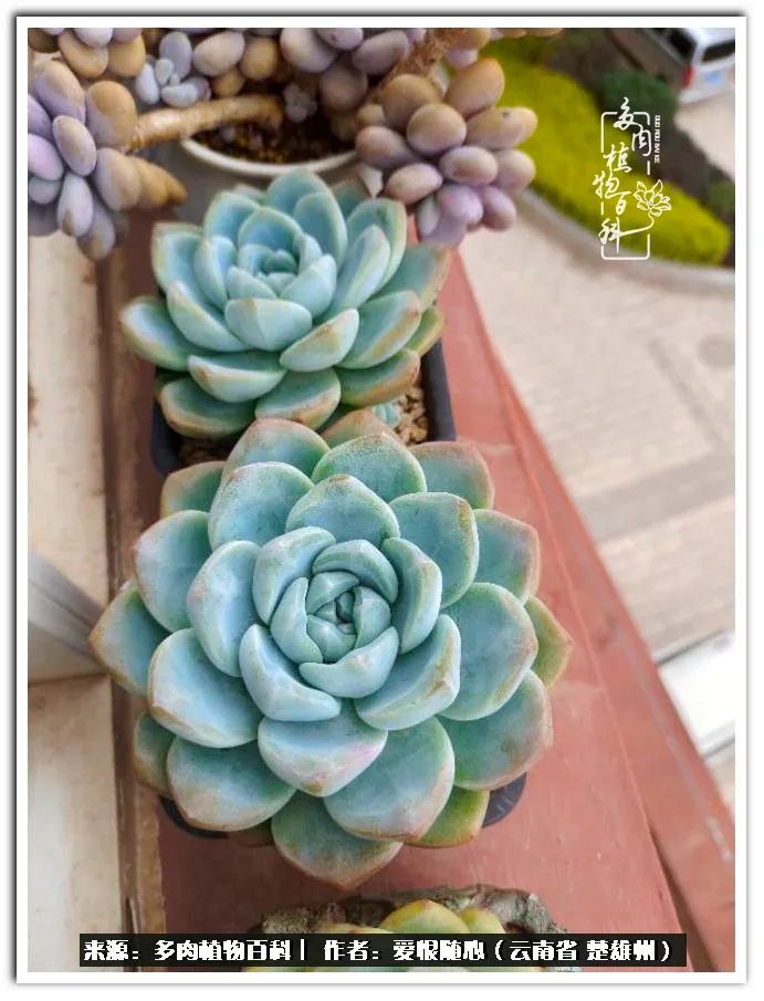 用心种好每一棵多肉,没有什么是浑然天成的