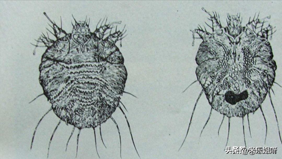 羽绒被暴晒会长虫子吗,羽绒被暴晒还有味道吗