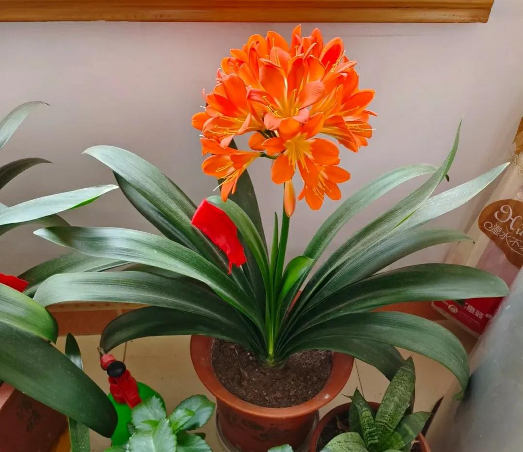 室内不见阳光比较好养的花有哪些,室内适合养什么花或植物对身体好