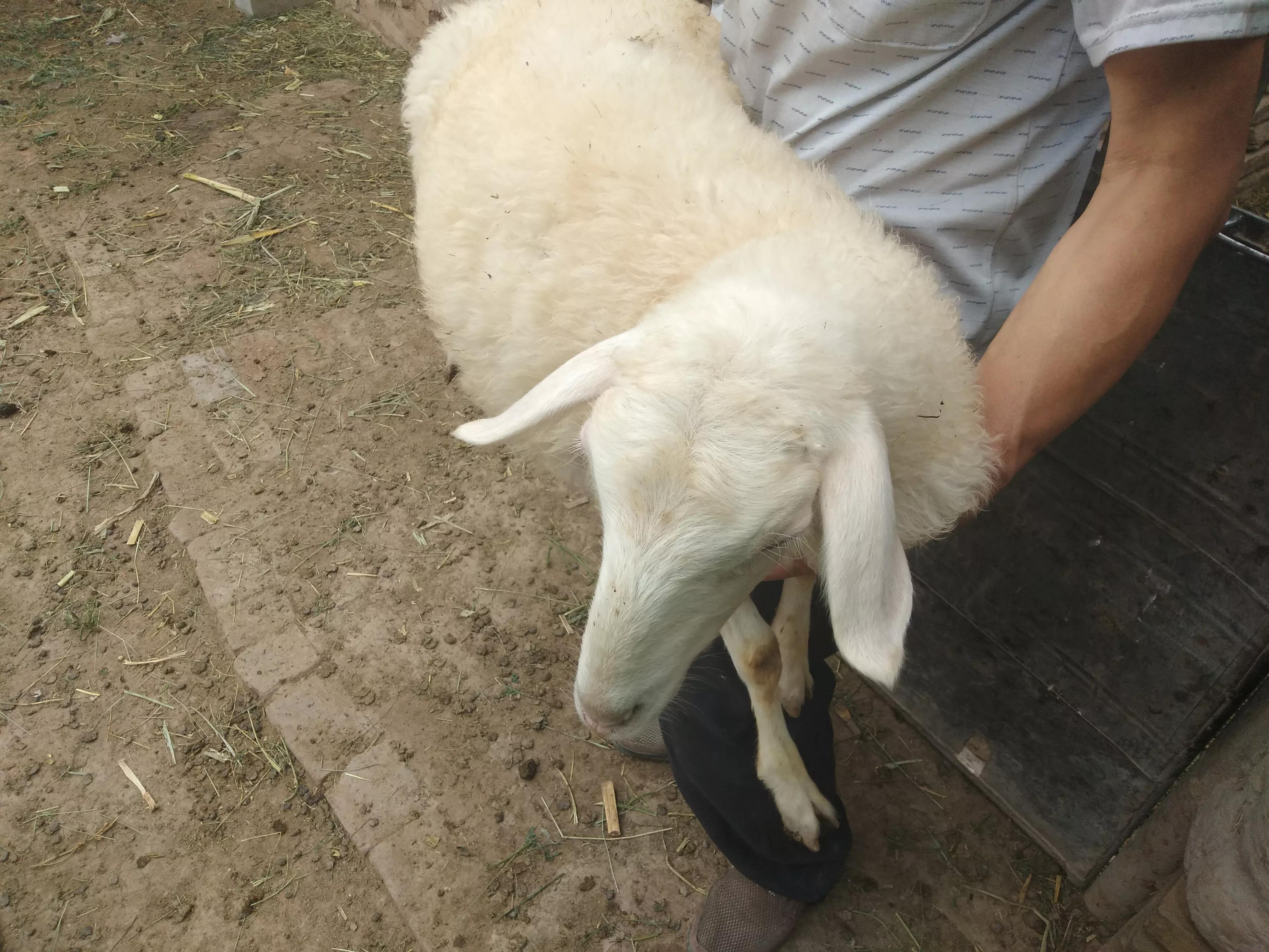 1死1怪胎，全拜*亲近**交配所赐，羊群*亲近**交配是否真的一无是处