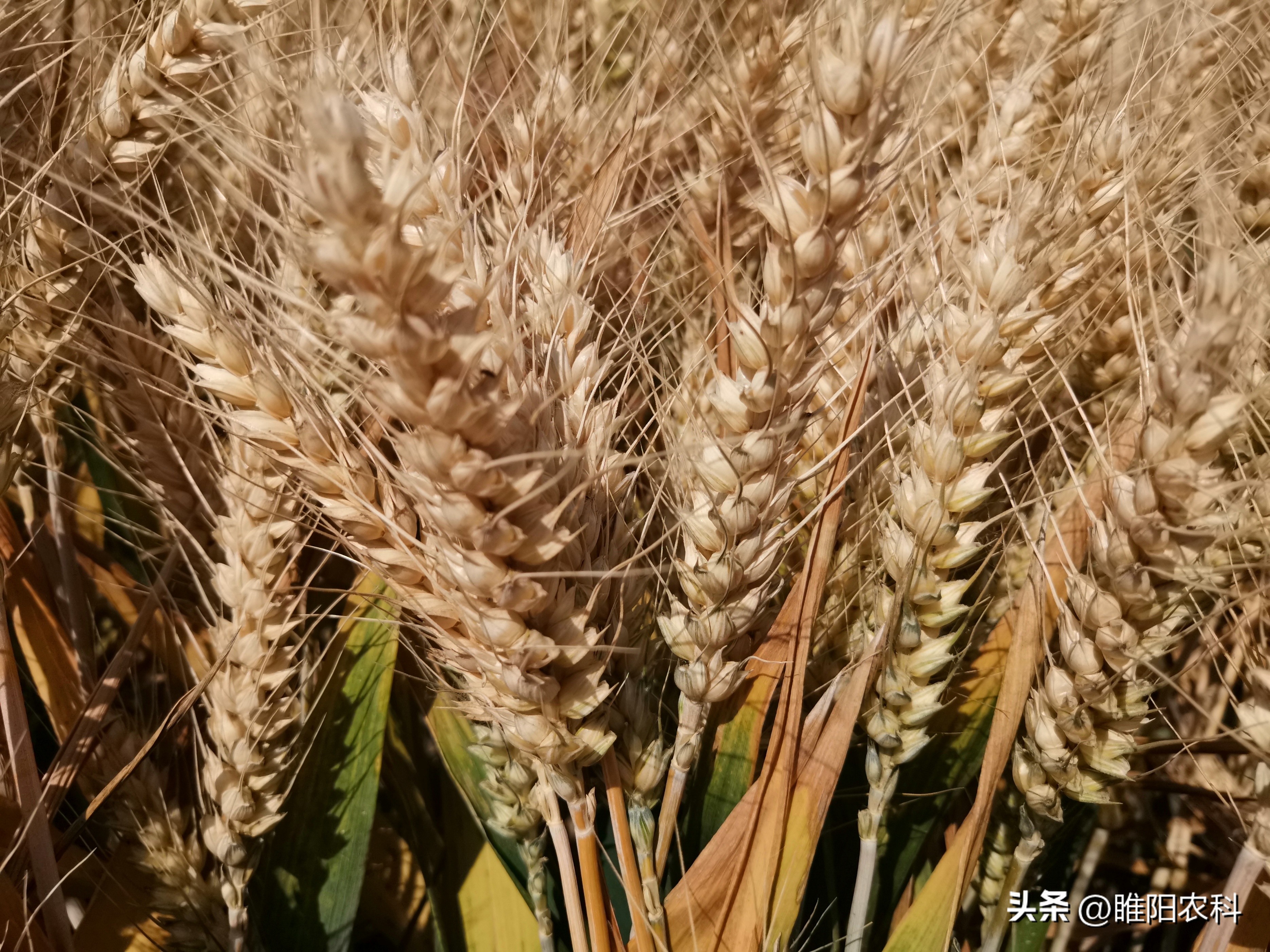 安徽地区种什么品种小麦好,小麦高产品种安徽可种