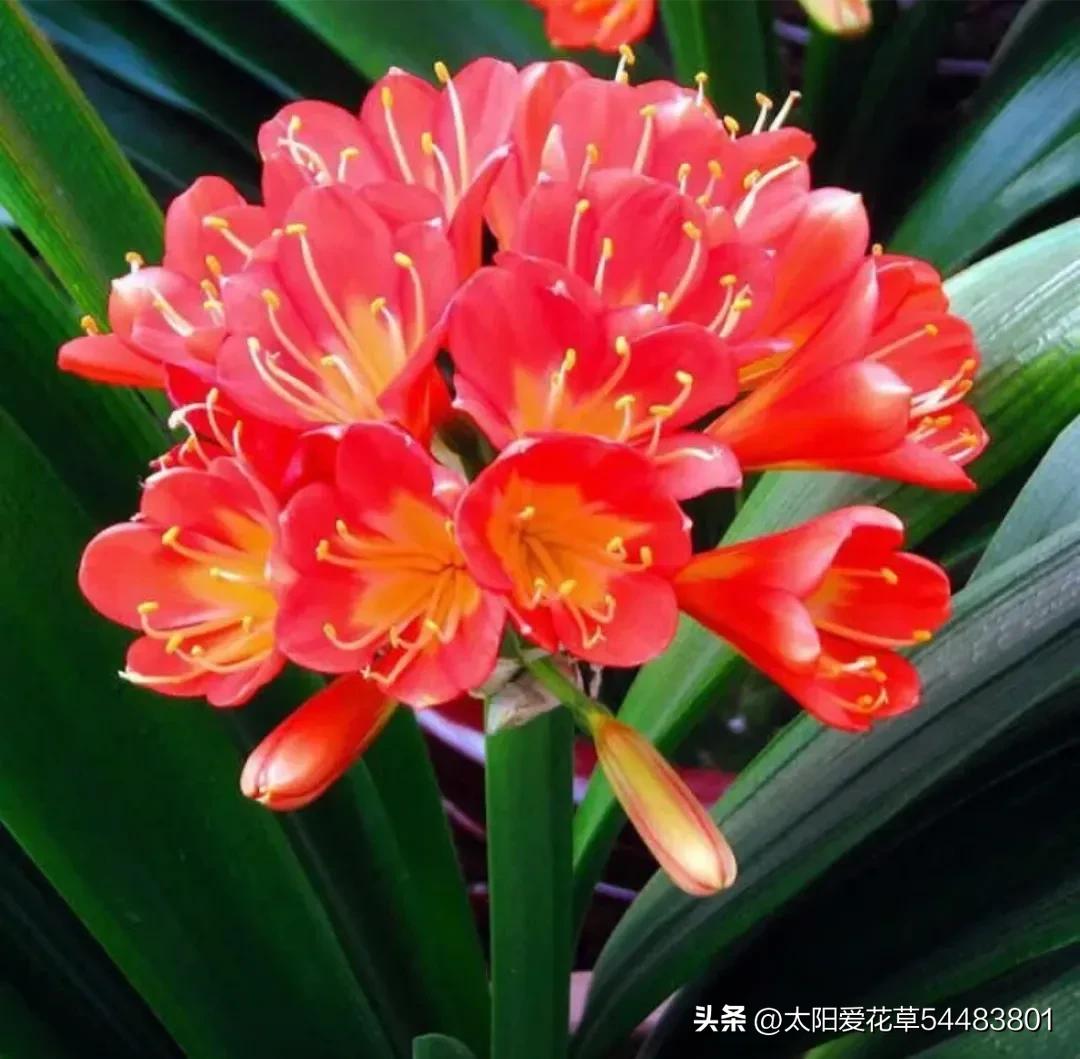 君子兰怎么养才能旺盛容易开花,怎么养君子兰才能开花茂盛