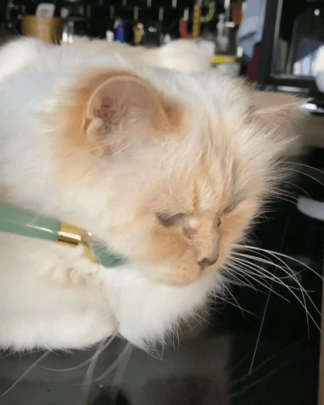 metgala绾㈡2022,metgala绾㈡2021