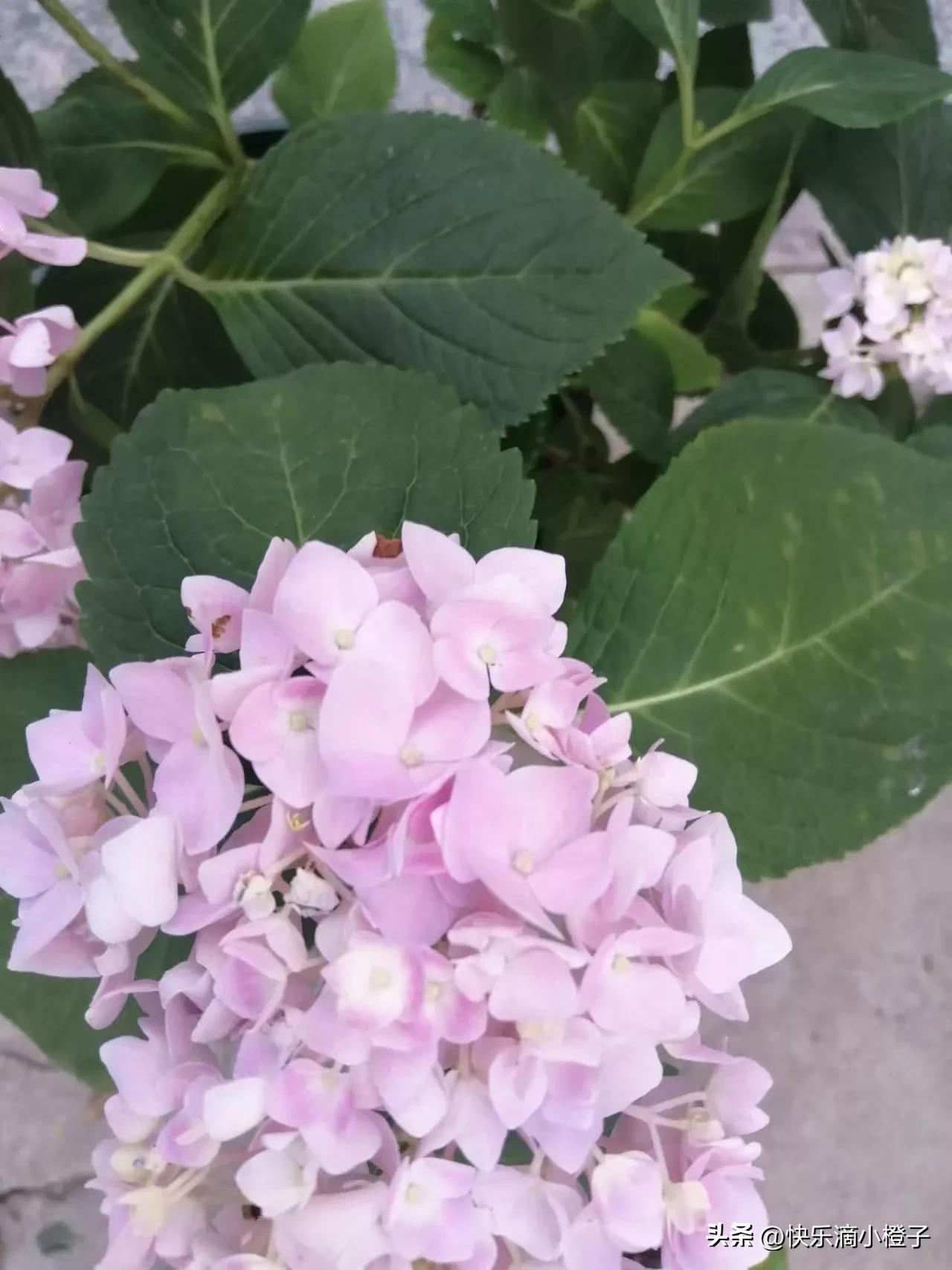 布丁的前世今生