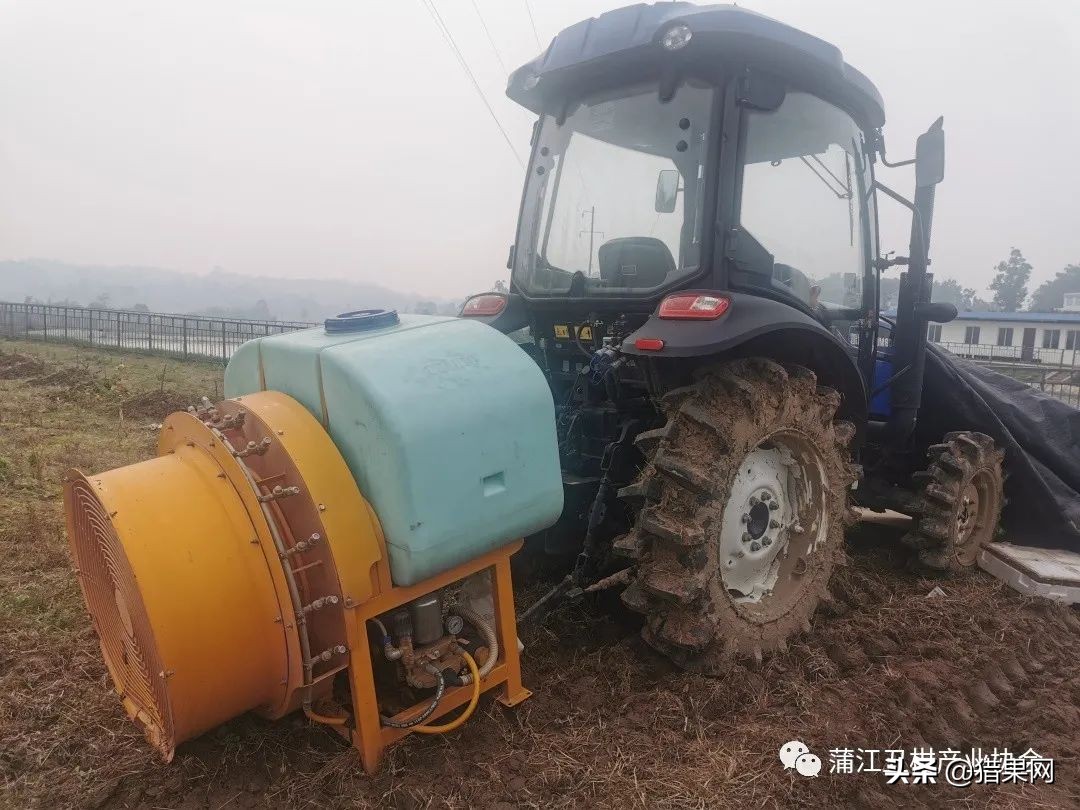 阳光一号柑橘裂果,阳光一号如何防治裂果