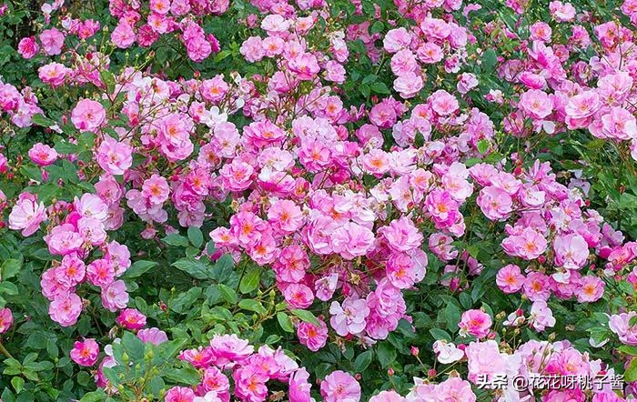 黄色月季哪个品种耐热耐晒抗病强,最耐热耐晒的切花藤本月季品种