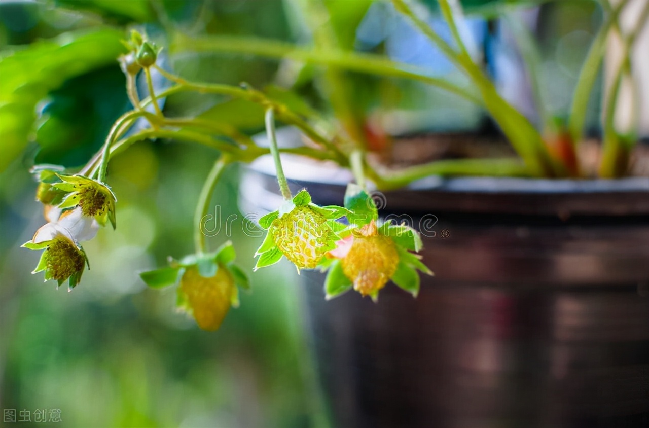 红艳的草莓,草莓红的正常吗
