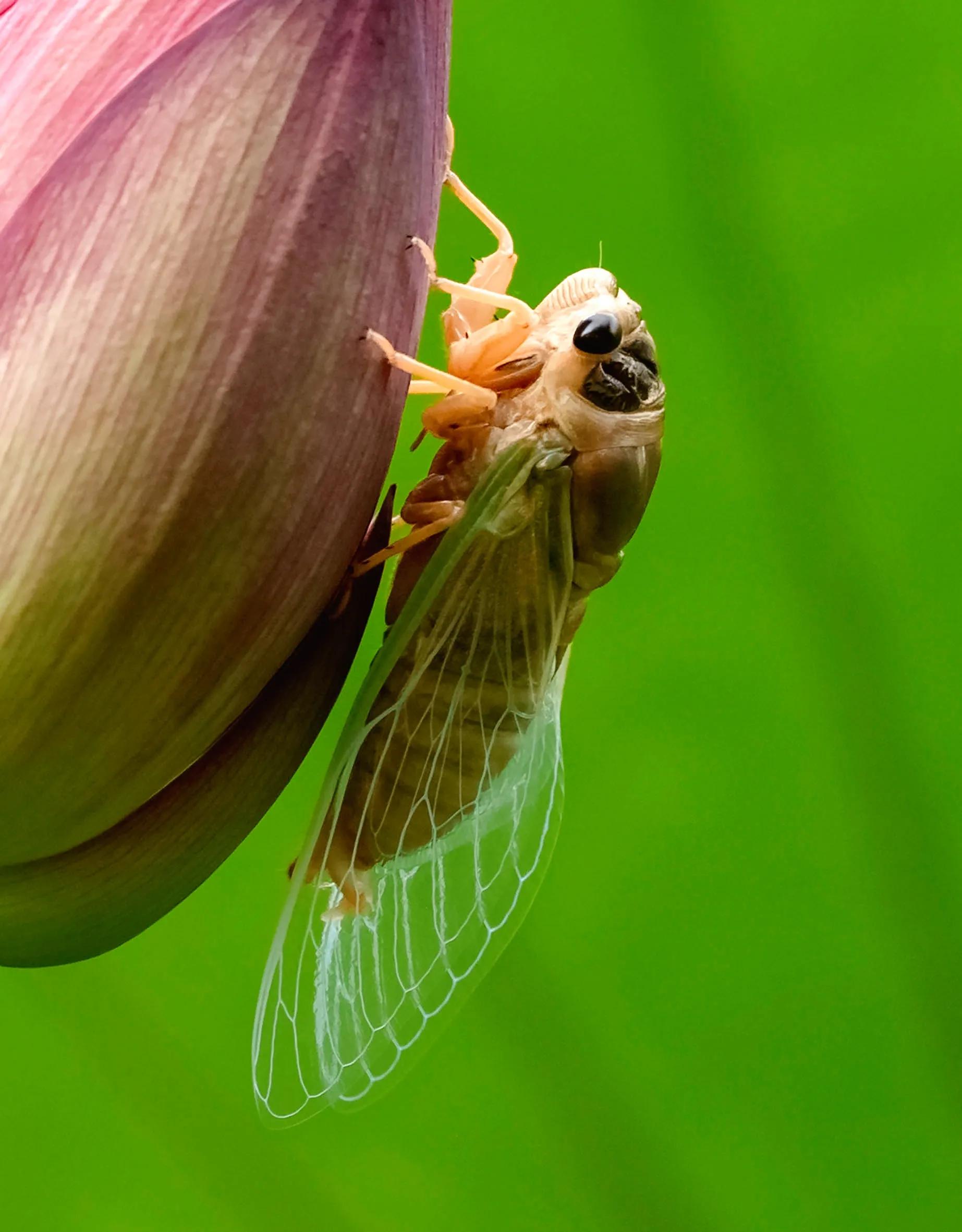 铦夐〗寮虹殑鐢熷懡,铦夌敓鍛藉姏椤藉己