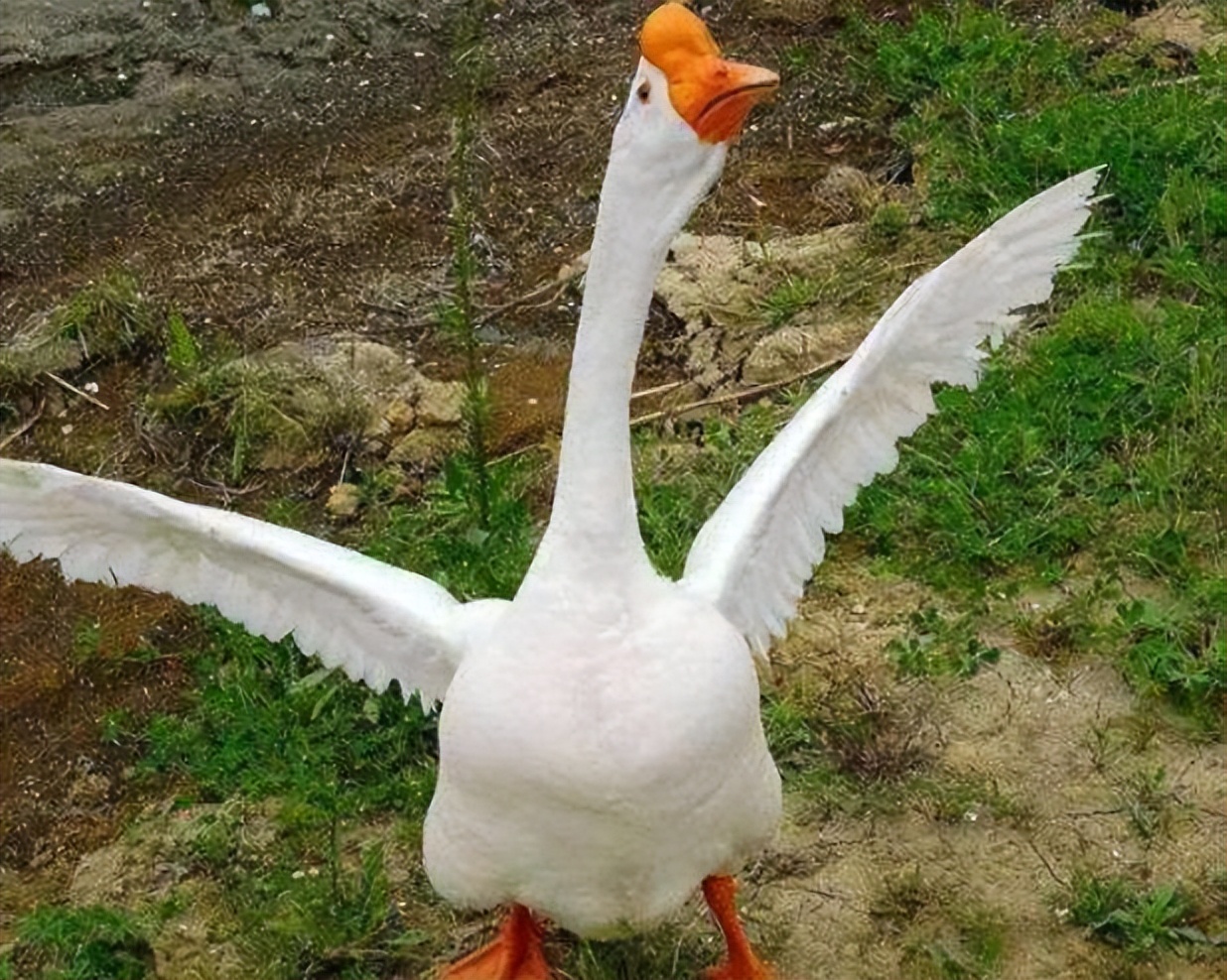 为什么家里进蛇不能打看完涨知识,家里进蛇怎么办蛇怕什么