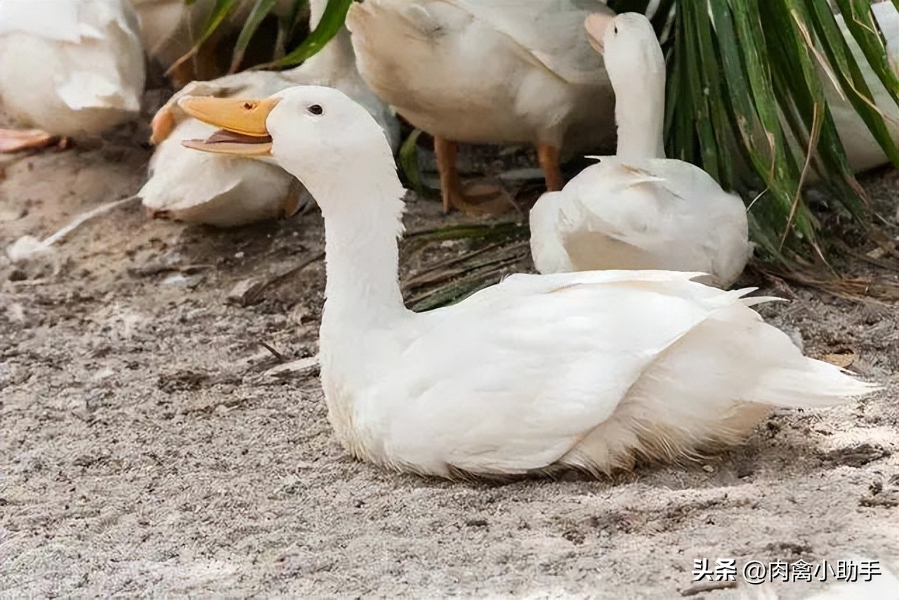 肉鹅如何预防痛风,鹅痛风用什么药能吃好