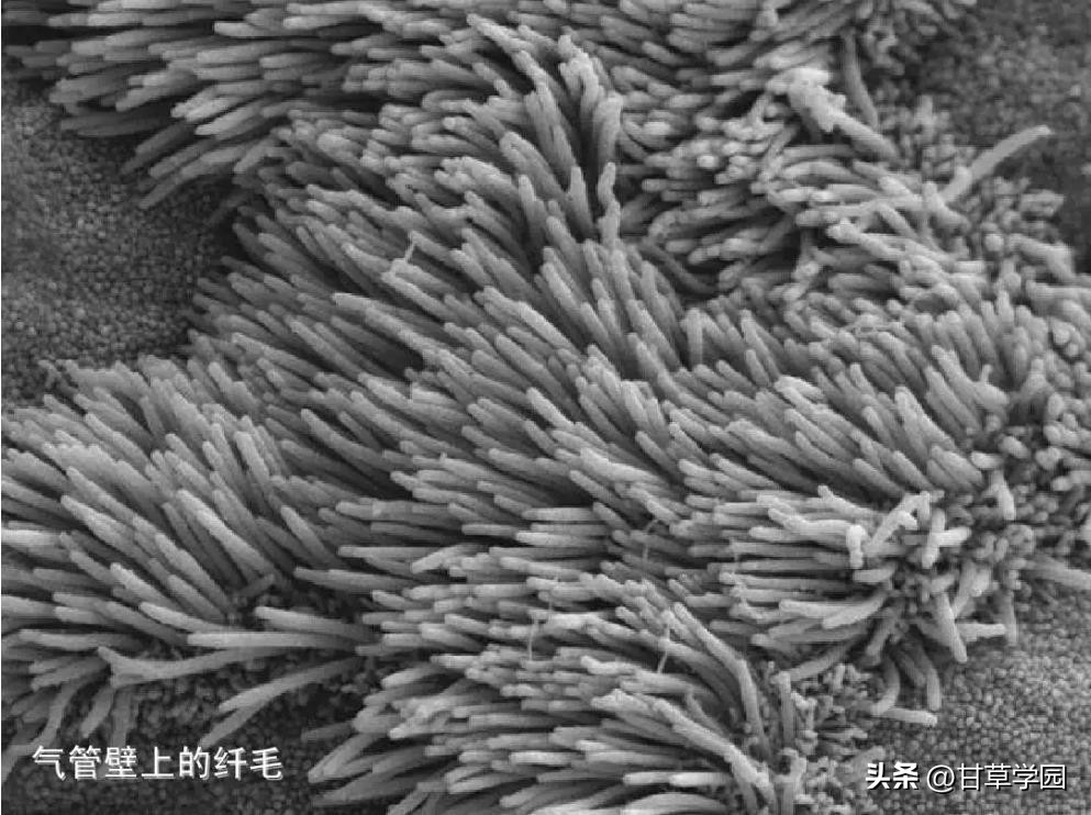 甘草片治疗支原体肺炎,甘草学园
