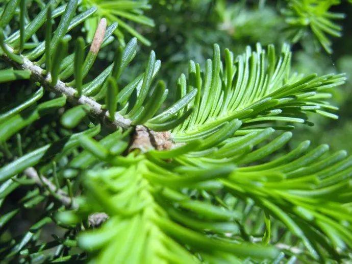 美国的摇钱树，收集到这种昂贵的树脂，就能轻松月入百万