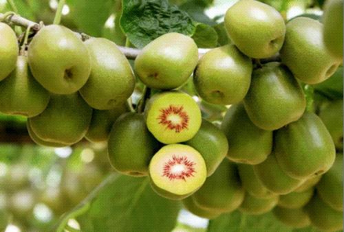 广元旅游景点免票,2020年广元哪些景区免门票