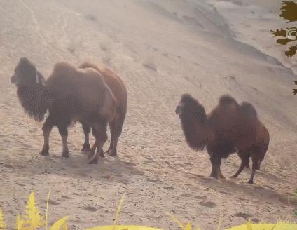 野生双峰骆驼和家养骆驼有何区别,野骆驼和骆驼是一个物种吗
