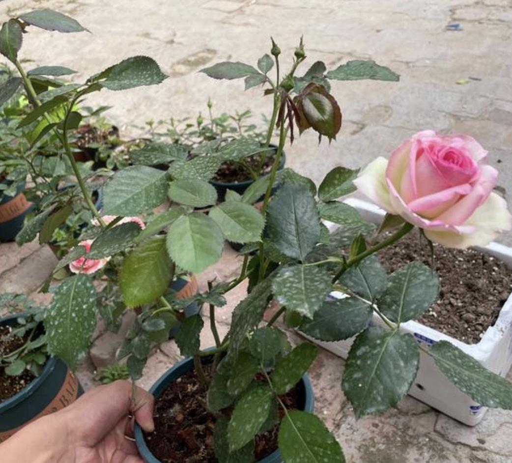 老人说家有俩羊,院里种几棵树最吉利又招财