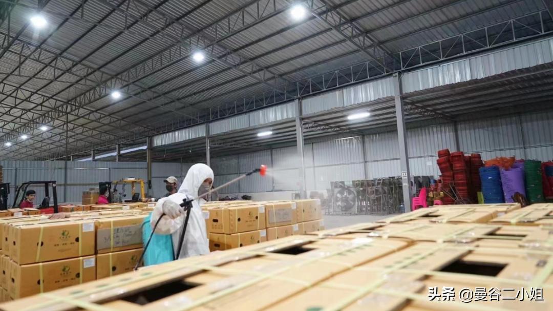 真的榴莲自由了！在泰国榴莲工厂干饭，幸福的泪水从嘴角流下来