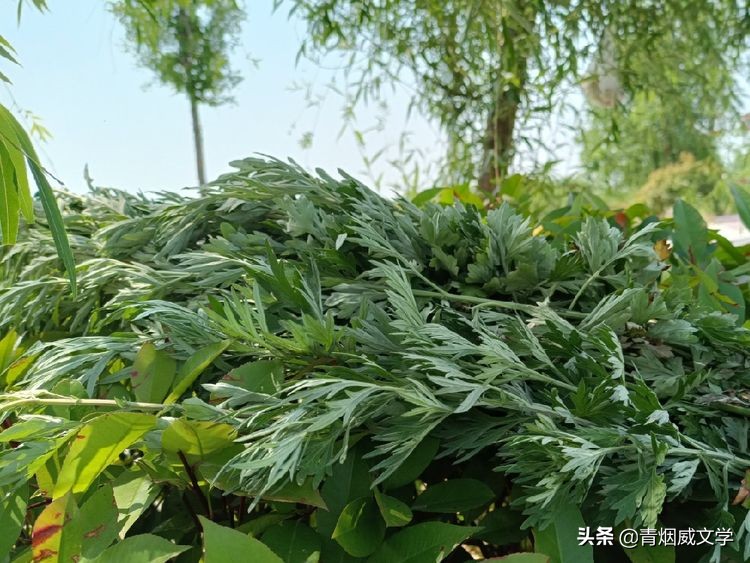 七律端午感怀,七律·端午