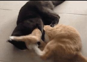 妹子的皮裤穿的真紧，有人知道妹子皮裤上的包怎么回事么，哈哈