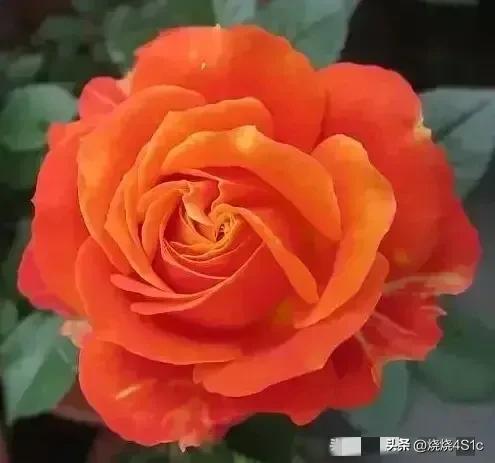 最美的月季花型,月季盛开惊艳了初夏