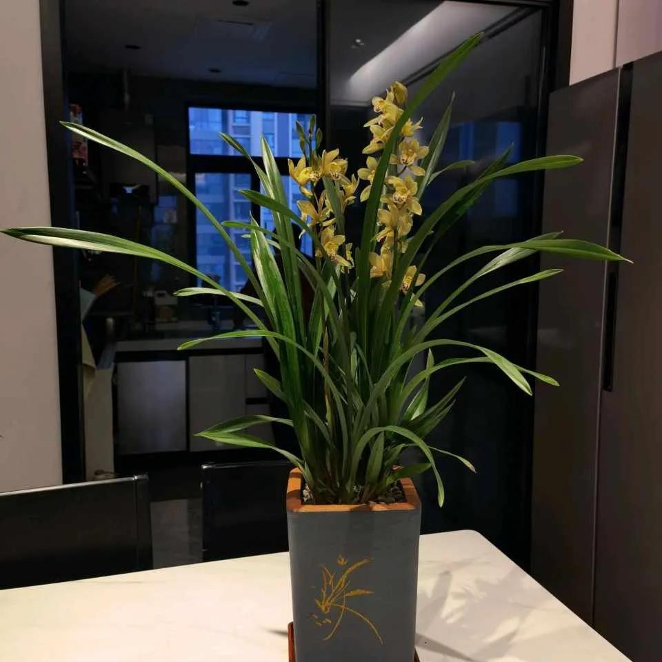 养花5个坏习惯你中了几条,养花黄叶变绿最快方法