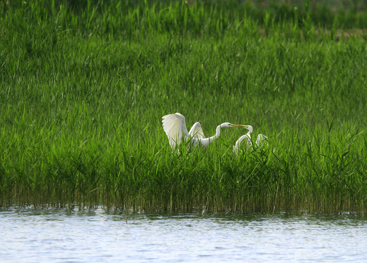 「散文」幽幽青草香，浅浅寄念远
