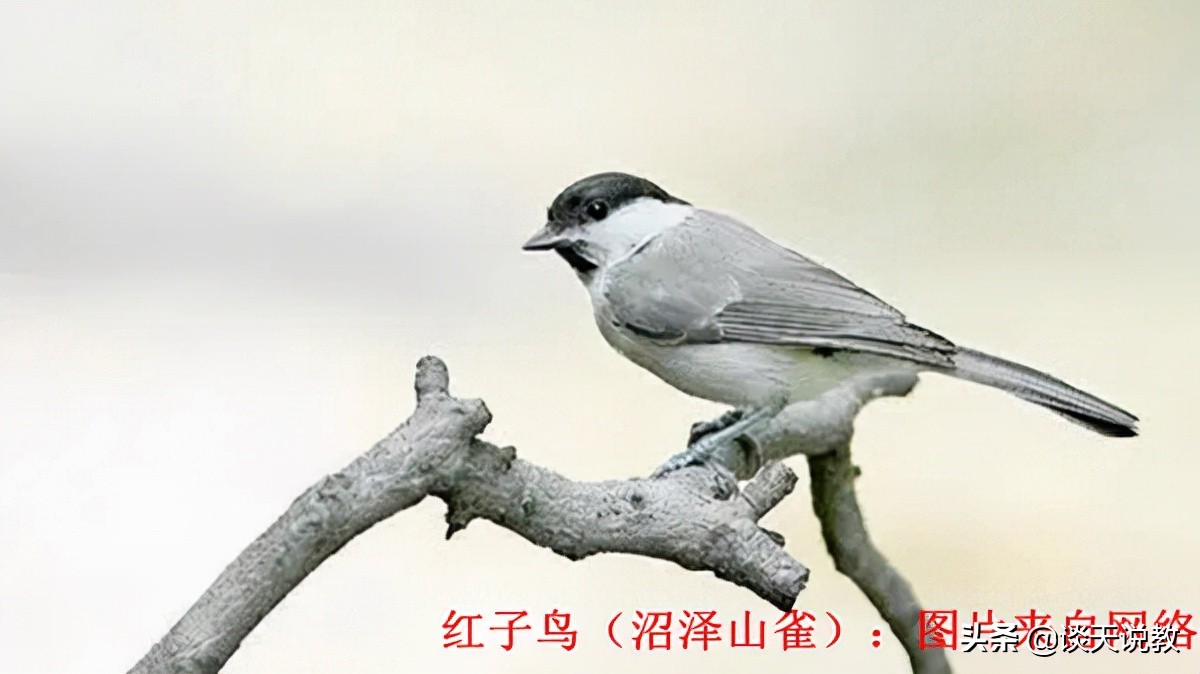 发展特色养殖力推精准扶贫,发展畜牧产业助力乡村振兴标语