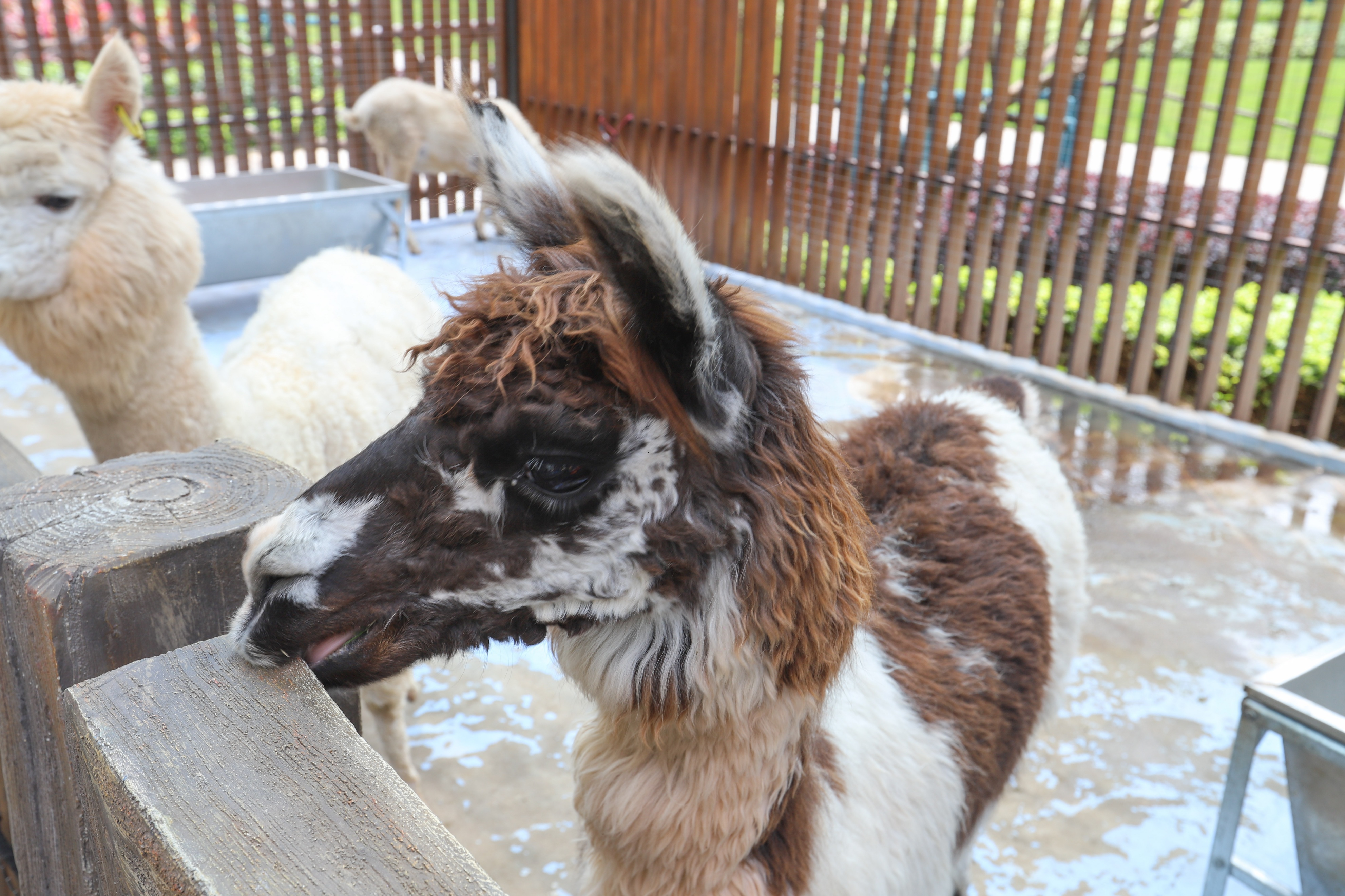 寻觅不一样的周末亲子时光打卡地,马丁叔叔的农场套餐