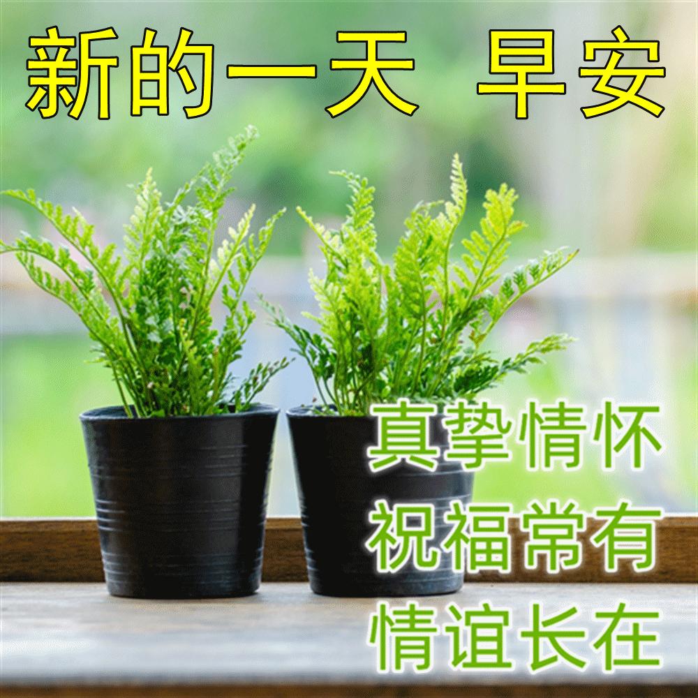 最新漂亮早上好问候图片鲜花带字,2023早上好问候语