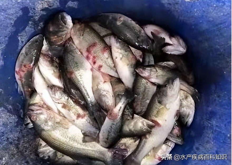 我善治渔效果怎么样,我善治渔产品怎么样