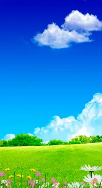 蓝天与花朵唯美图片,唯美阳光花朵图片